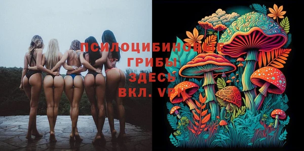 гидра Кедровый