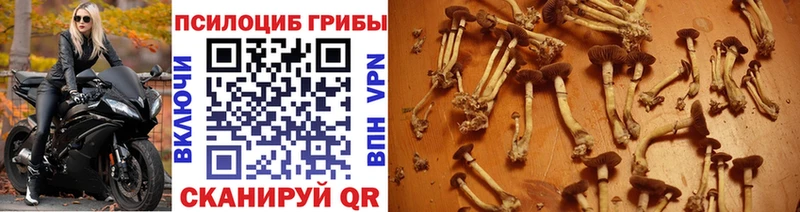 Псилоцибиновые грибы GOLDEN TEACHER  Купить закладки  Дальнереченск 